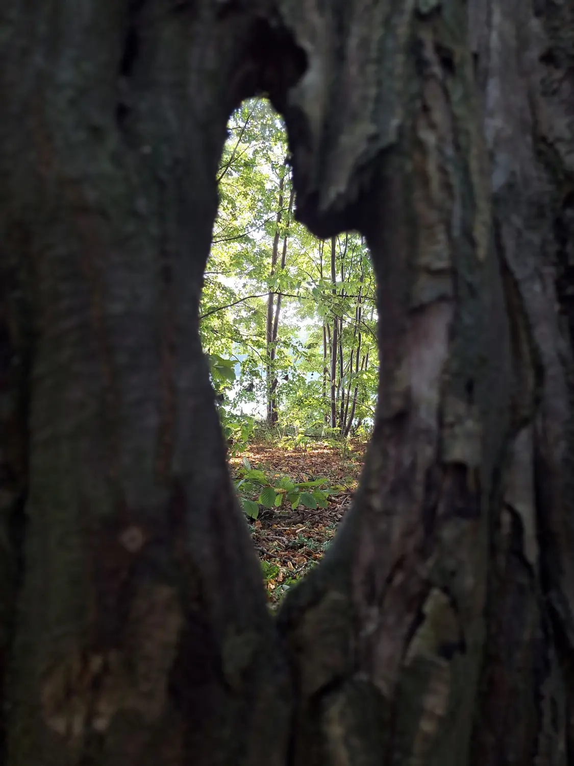 Ein Blick auf einen Wald oder ein Waldgebiet, eingerahmt durch eine herzförmige Öffnung in einem Baumstamm. Von Pflege-Service Jüdes