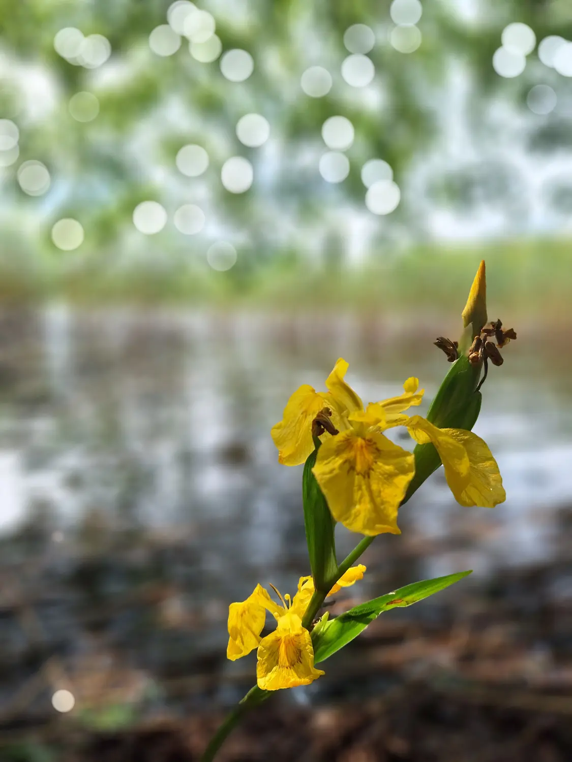 Eine blühende Pflanzenart aus der Familie der Schwertliliengewächse. Von Pflege-Service Jüdes